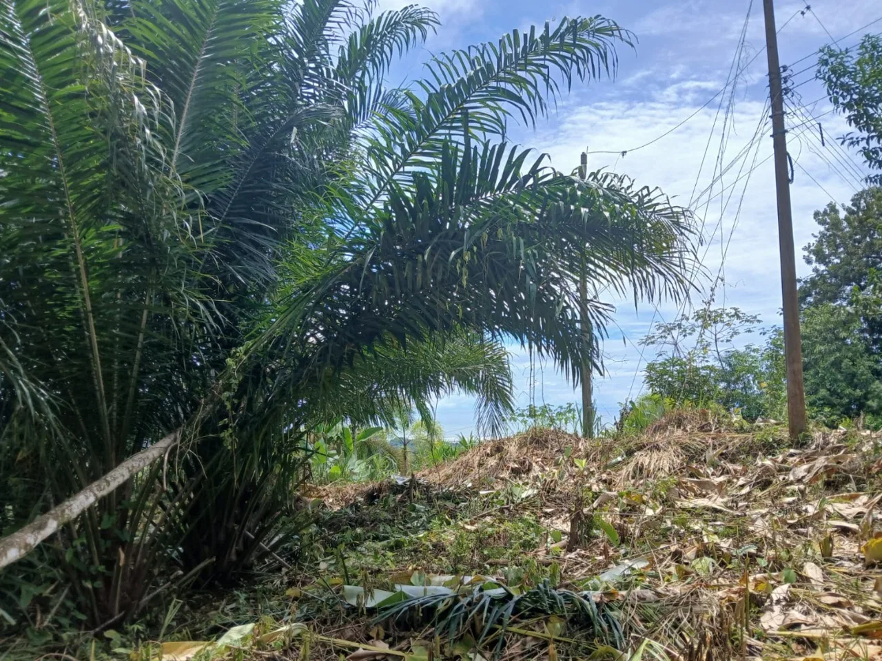 BUILDING PROPERTY WITH MOUNTAINS VIEWS, IN TORTUGA ARRIBA – 1.14 ACRES, photo 19