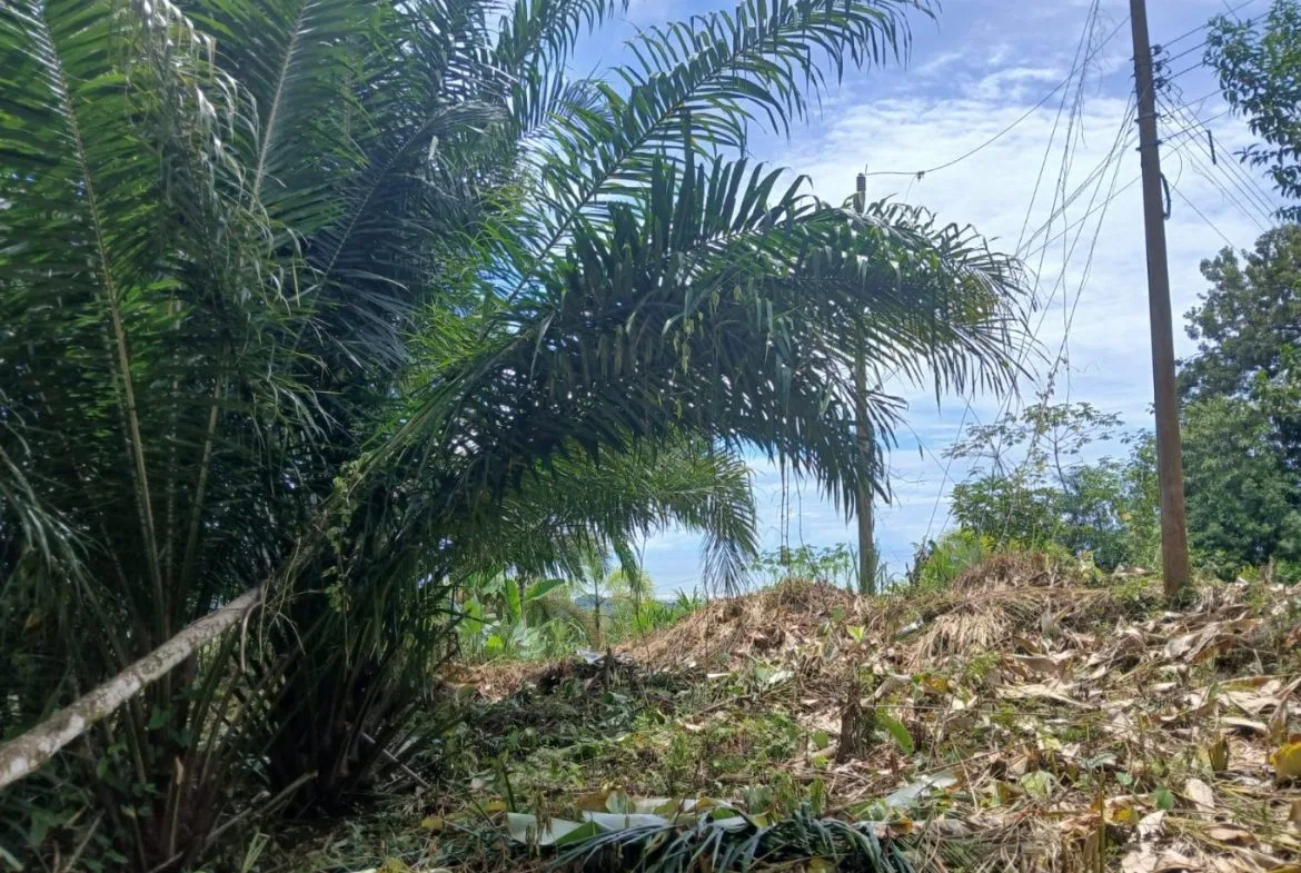 BUILDING PROPERTY WITH MOUNTAINS VIEWS, IN TORTUGA ARRIBA – 1.14 ACRES, photo 20