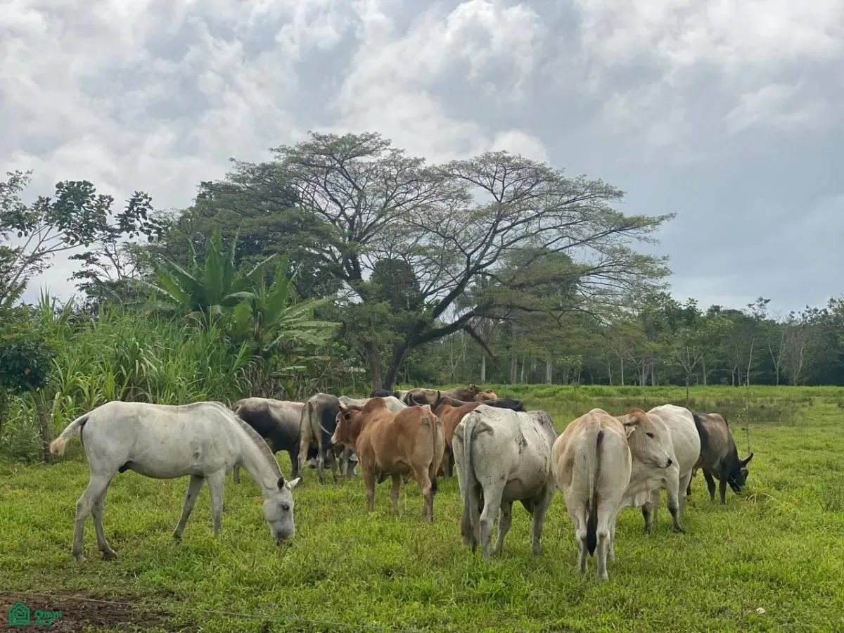 DELICIAS DE UPALA, Upala, Alajuela