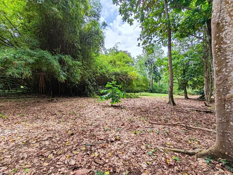 ID 1044: Build Ready Land Between Cahuita National Park and Puerto Viejo, photo 2