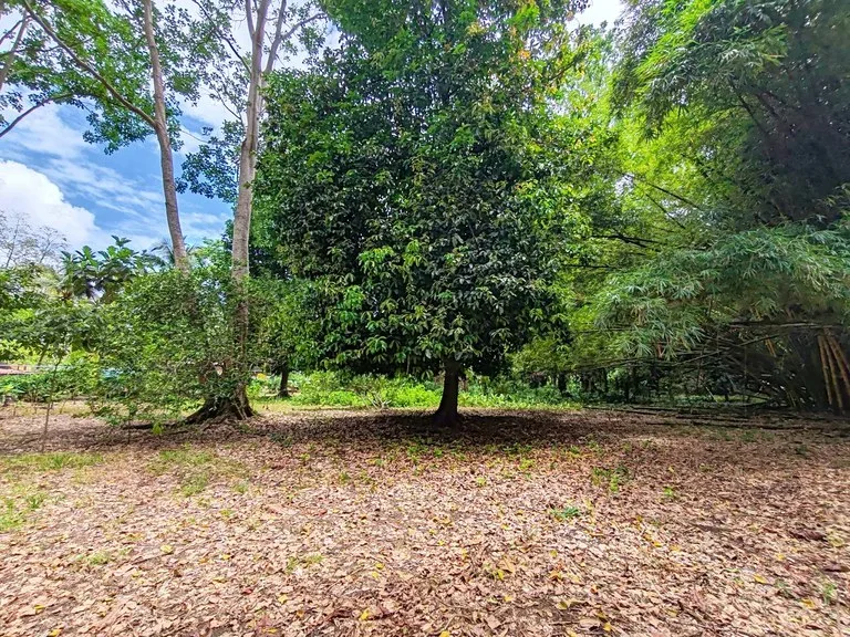ID 1044: Build Ready Land Between Cahuita National Park and Puerto Viejo, photo 3