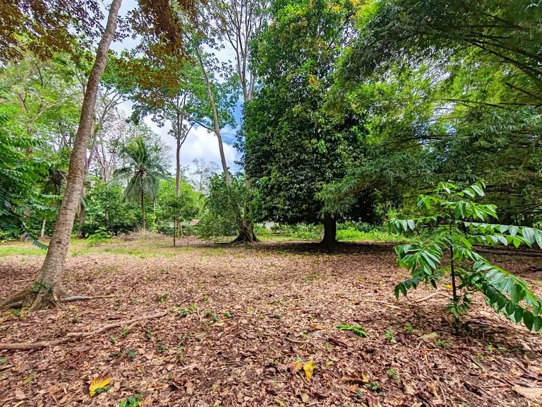 ID 1044: Build Ready Land Between Cahuita National Park and Puerto Viejo, photo 4