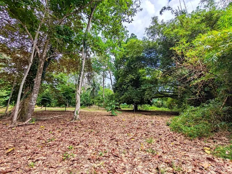 ID 1044: Build Ready Land Between Cahuita National Park and Puerto Viejo, photo 5
