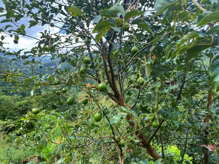 TERRENO EN VENTA EN COSTA RICA -1.4 HA EN CHIMIROL DE RIVAS - Venta en Perez Zeledón, photo 7