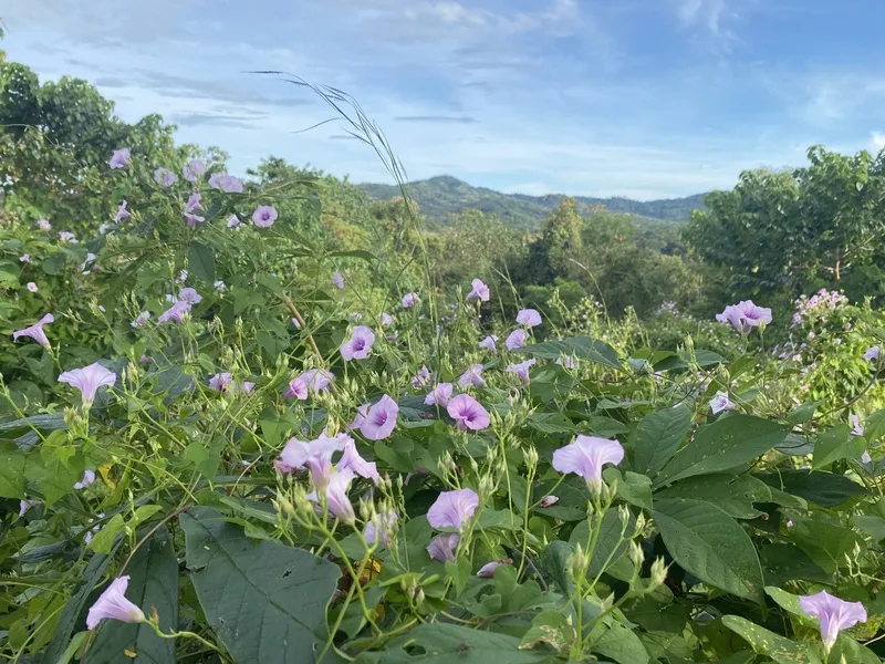 Land For Sale in Junquillal, photo 3