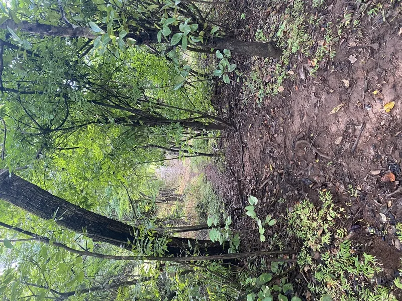 Land For Sale in Junquillal, photo 4