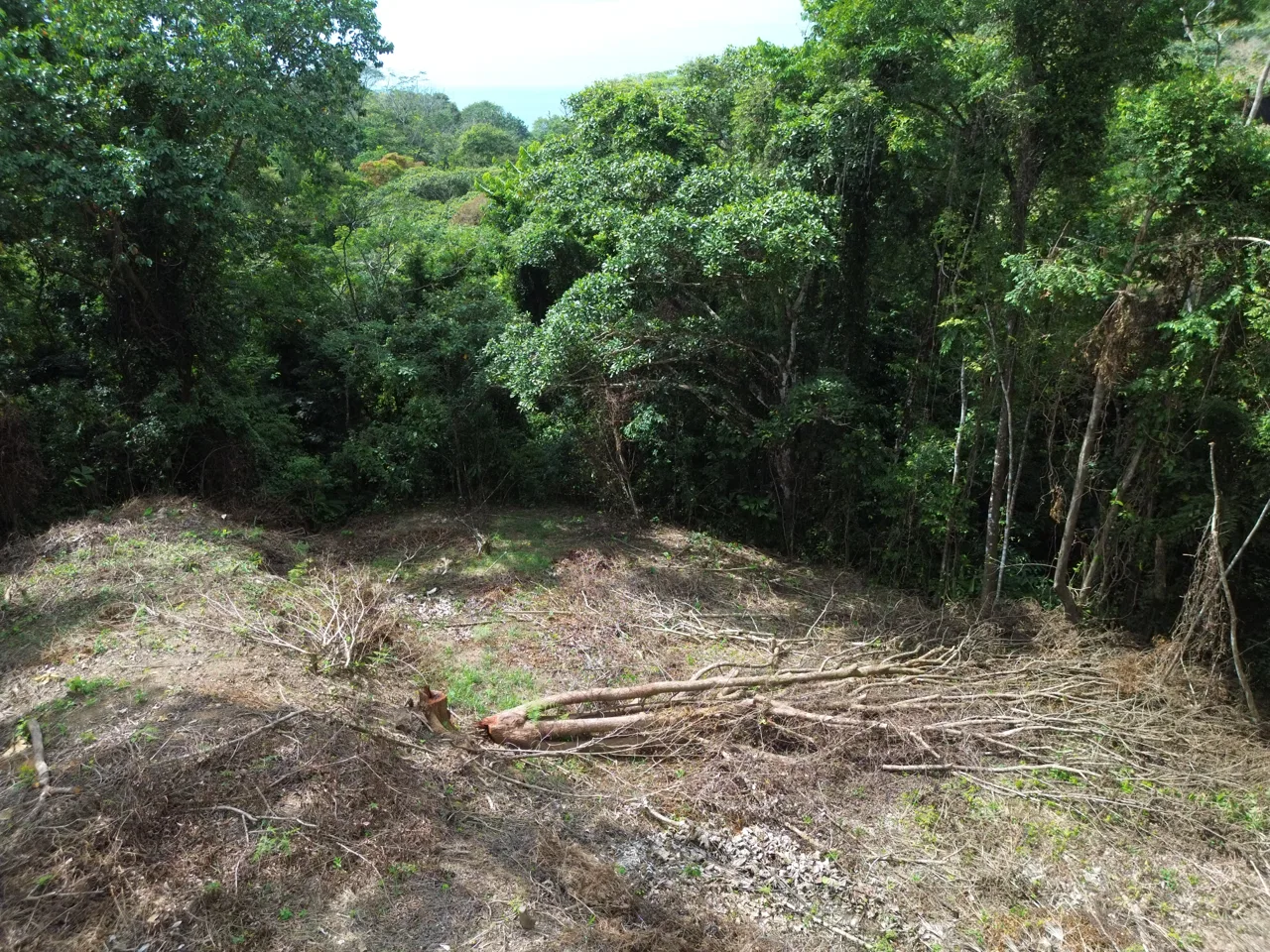 Santuario Privado en la Selva, photo 7
