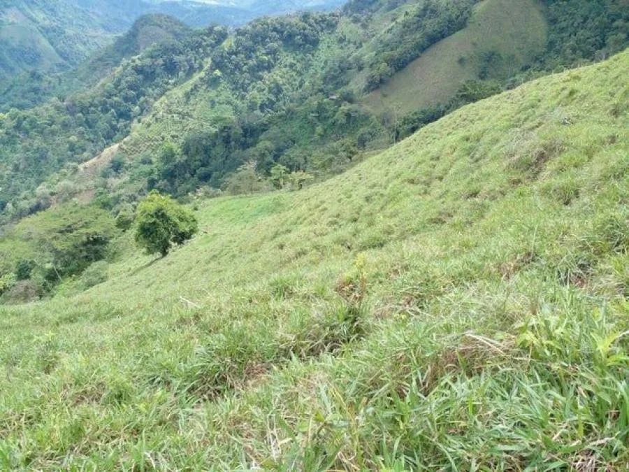 Venta de Finca en Acosta San José  - Venta en Acosta