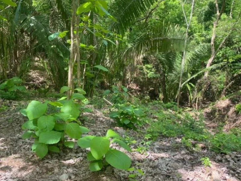 Land For Sale in Samara, photo 4