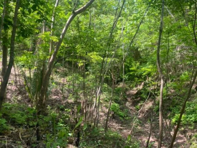 Land For Sale in Samara, photo 6