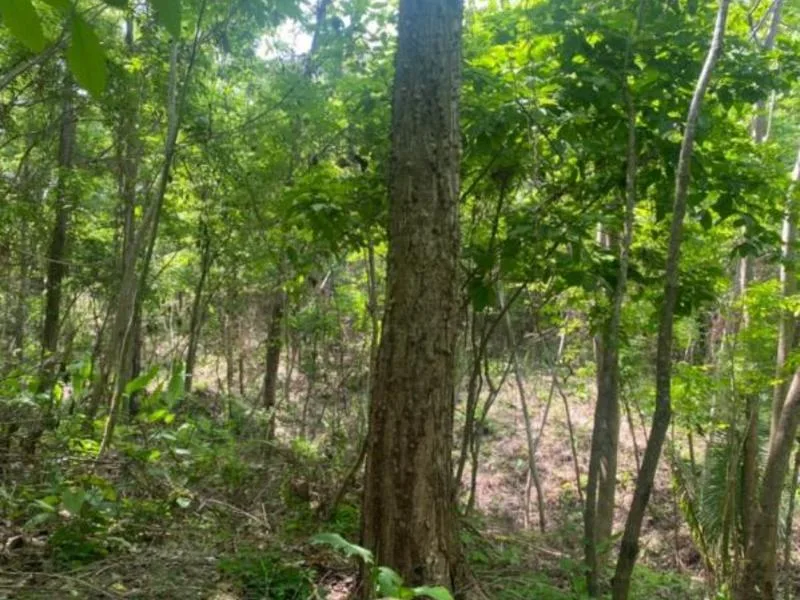 Land For Sale in Samara, photo 7