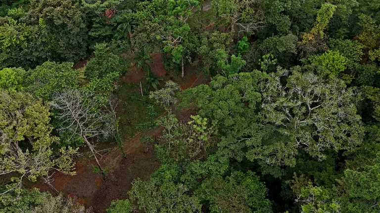 3.75-Acre Jungle Lot with Creek in Ventanas de Osa, Puntarenas, photo 2