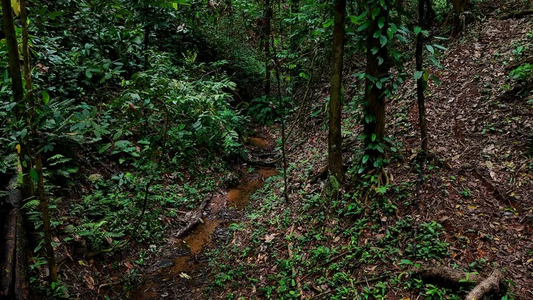 3.75-Acre Jungle Lot with Creek in Ventanas de Osa, Puntarenas, photo 11