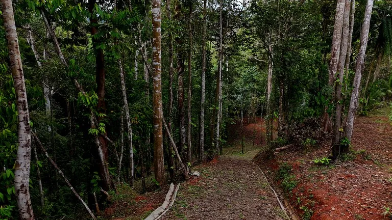 3.75-Acre Jungle Lot with Creek in Ventanas de Osa, Puntarenas, photo 12