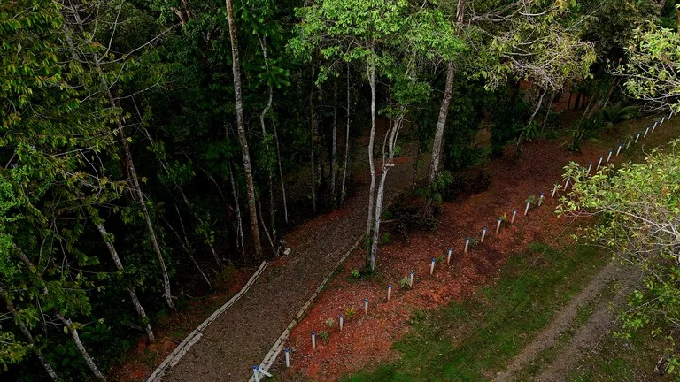 3.75-Acre Jungle Lot with Creek in Ventanas de Osa, Puntarenas, photo 4