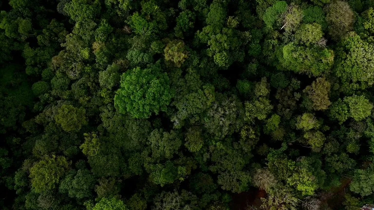 3.75-Acre Jungle Lot with Creek in Ventanas de Osa, Puntarenas, photo 5