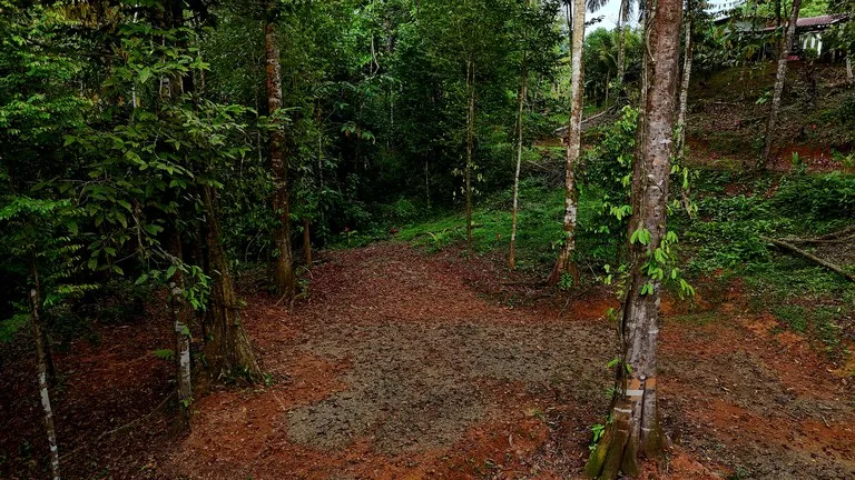 3.75-Acre Jungle Lot with Creek in Ventanas de Osa, Puntarenas, photo 6