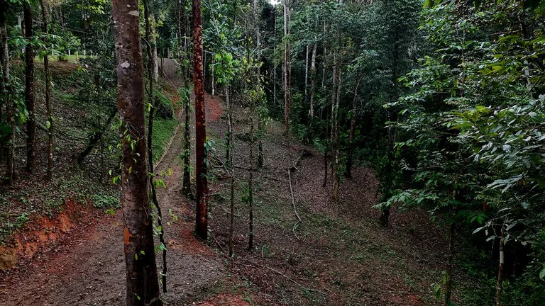 3.75-Acre Jungle Lot with Creek in Ventanas de Osa, Puntarenas, photo 7