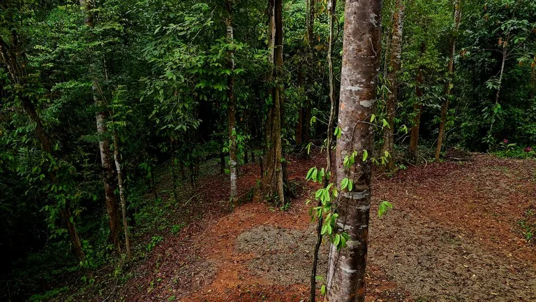 3.75-Acre Jungle Lot with Creek in Ventanas de Osa, Puntarenas, photo 8