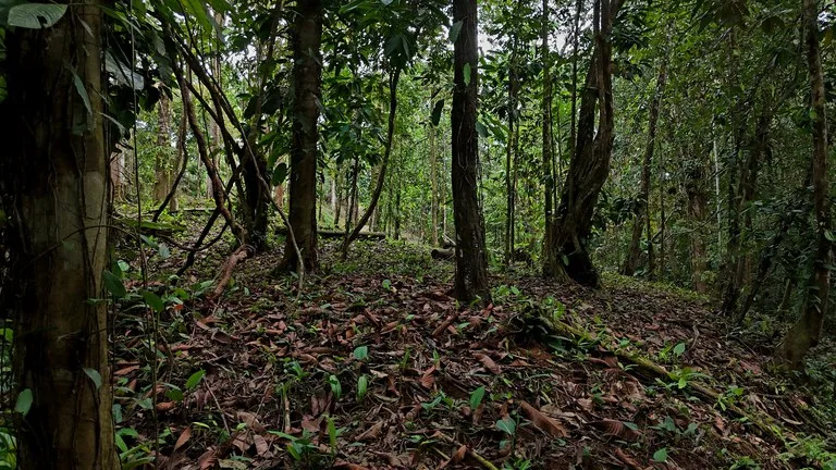 3.75-Acre Jungle Lot with Creek in Ventanas de Osa, Puntarenas, photo 9
