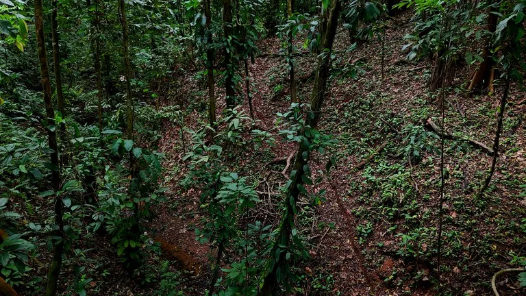 3.75-Acre Jungle Lot with Creek in Ventanas de Osa, Puntarenas, photo 10