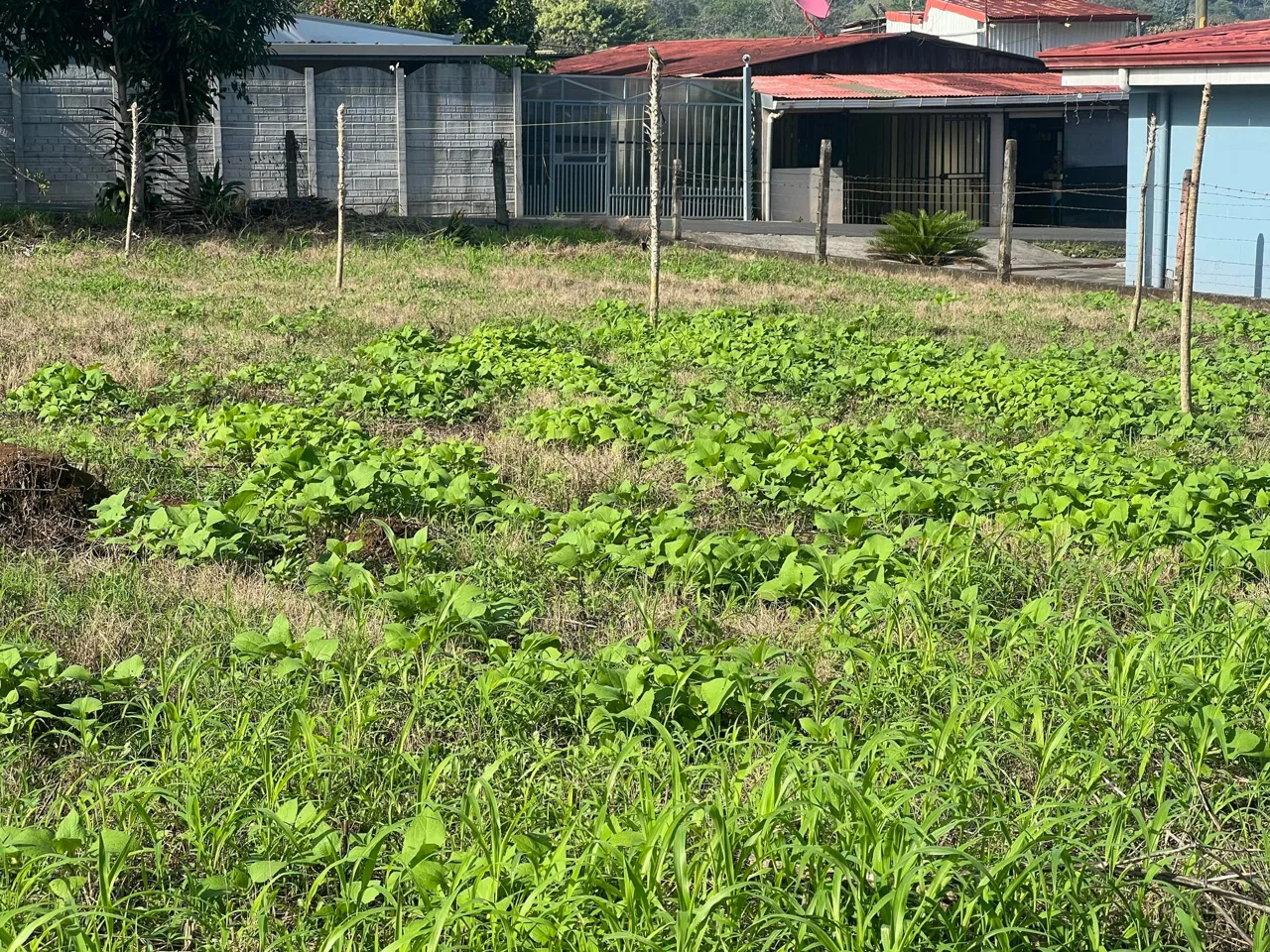 Lote en Venta en San Miguel ,Naranjo, photo 3