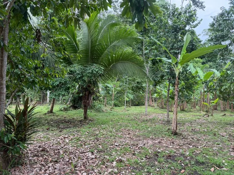 Land For Sale in Puerto Viejo, photo 2