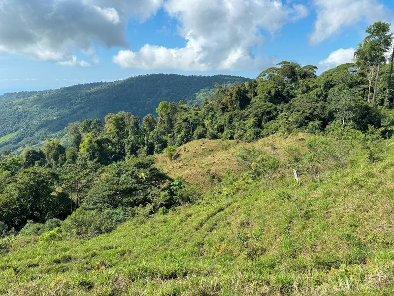 Land For Sale in Dominical, photo 15
