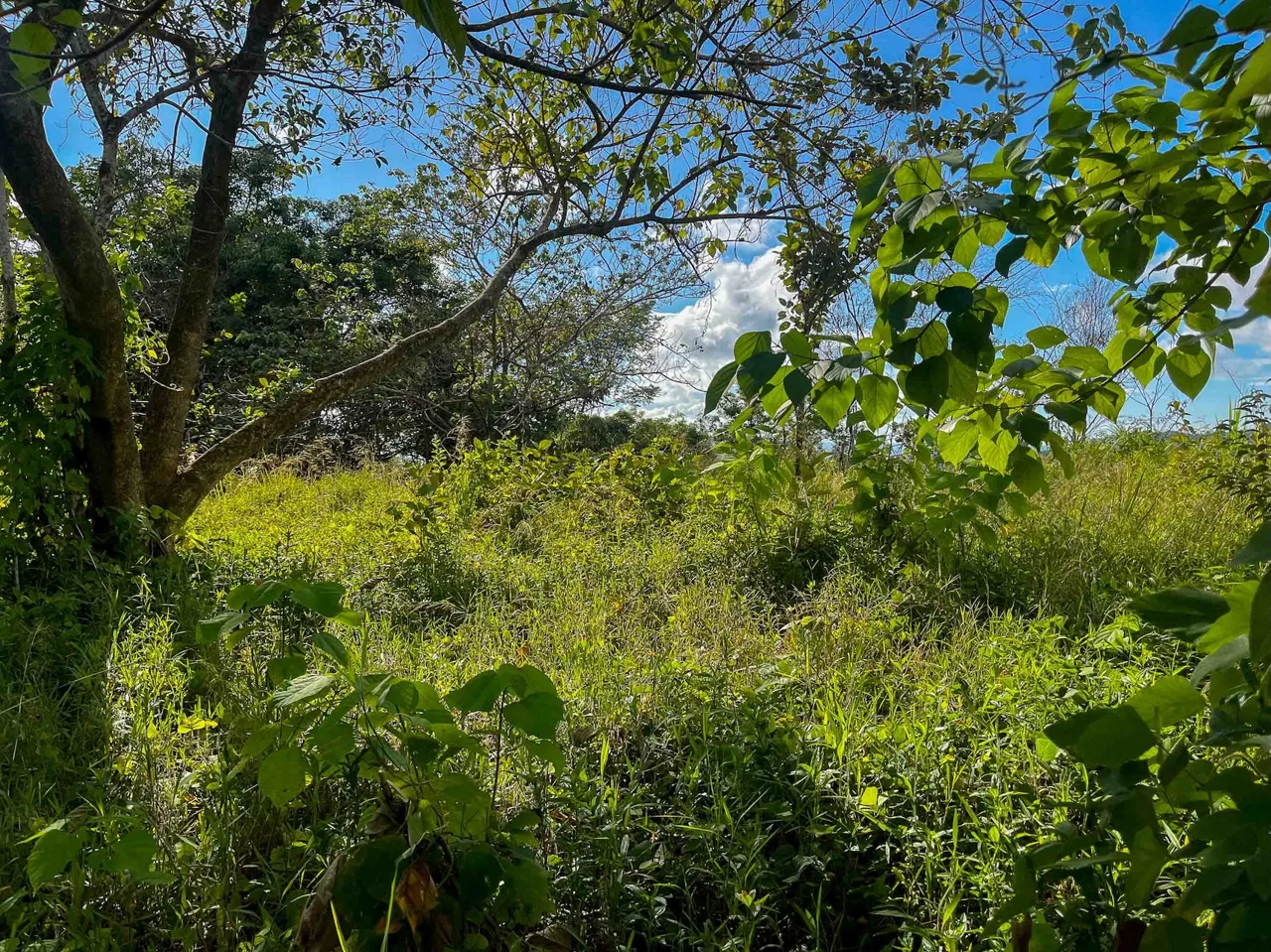 MOUNTAIN BUILDING PROPERTY WITH OCEAN VIEWS, IN OJOCHAL – 0.38 ACRES, photo 17