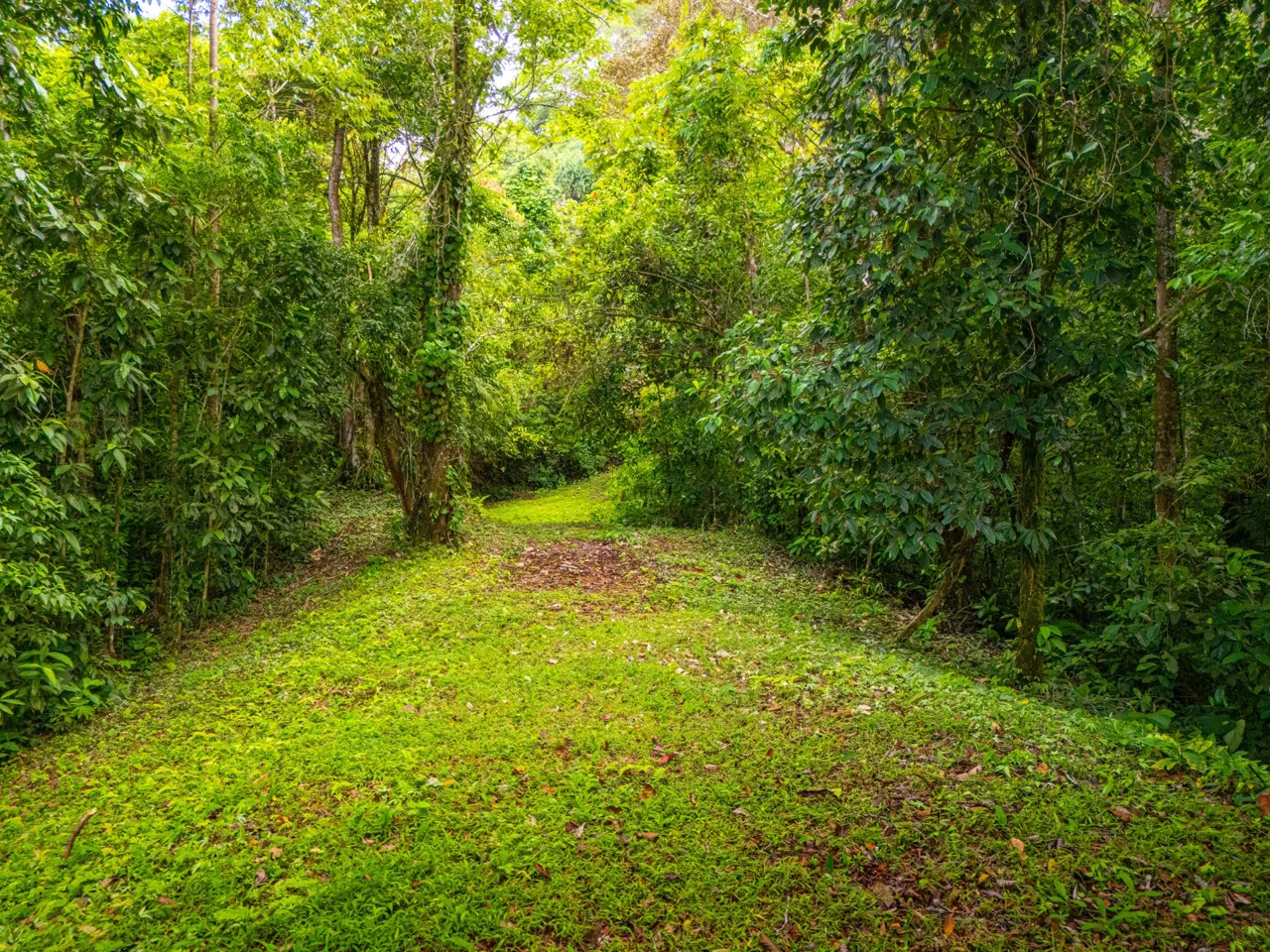 BUILDING MOUNTAIN PROPERTY WITH MOUNTAINS VIEWS, IN TRES RIOS – 9.11 ACRES, photo 13
