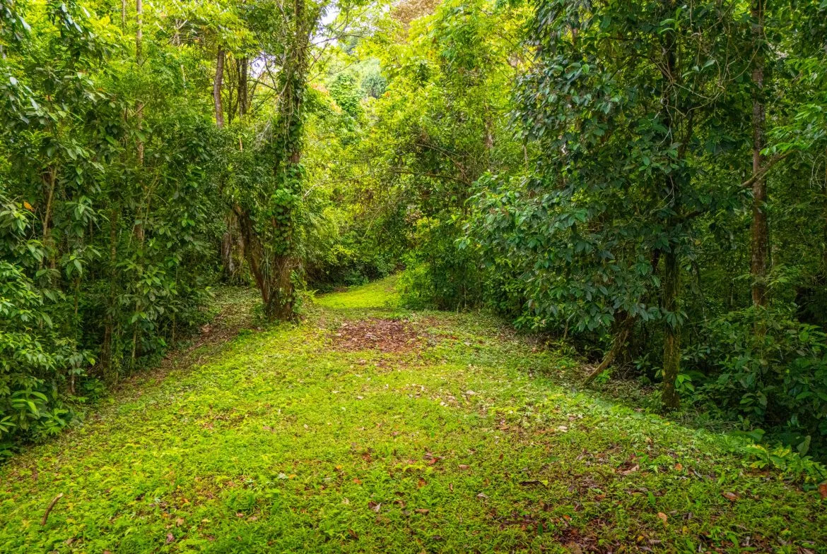 BUILDING MOUNTAIN PROPERTY WITH MOUNTAINS VIEWS, IN TRES RIOS – 9.11 ACRES, photo 14