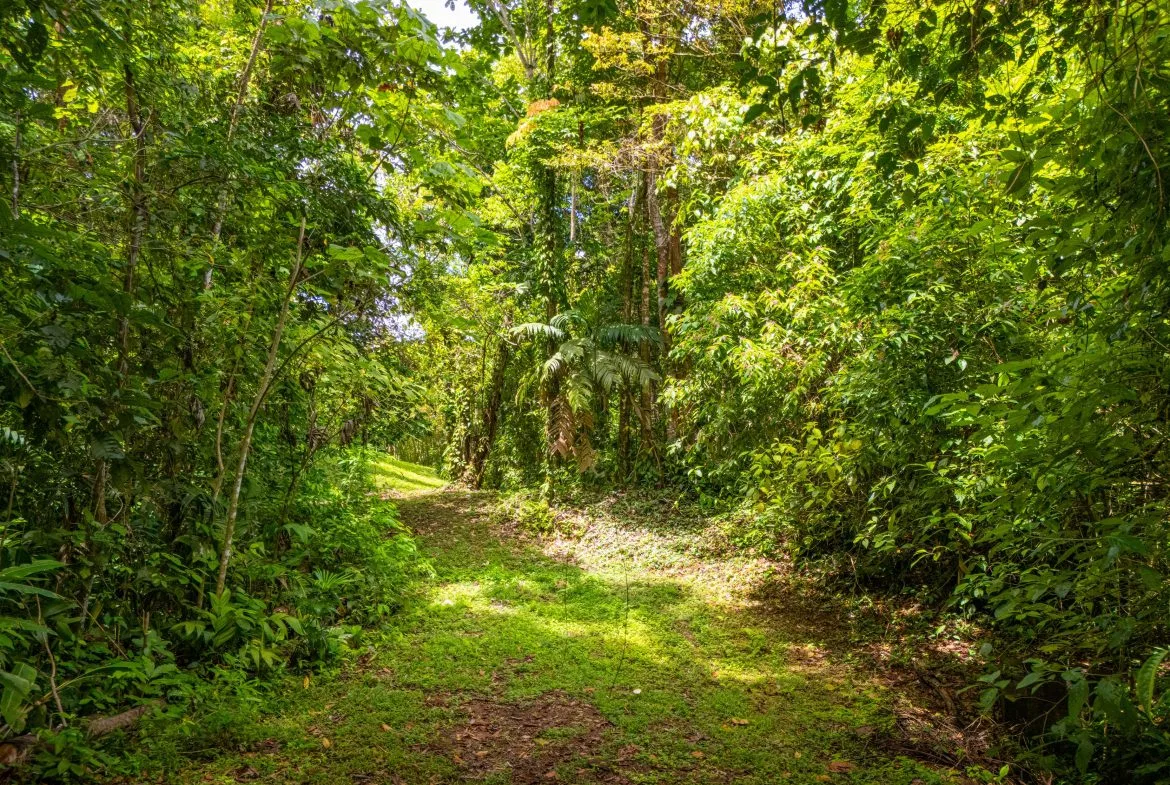 BUILDING MOUNTAIN PROPERTY WITH MOUNTAINS VIEWS, IN TRES RIOS – 9.11 ACRES, photo 6