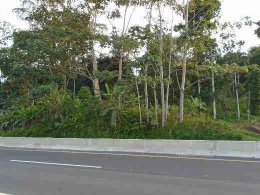 Lote en Pacuarito, Siquirres (bien adjudicado)