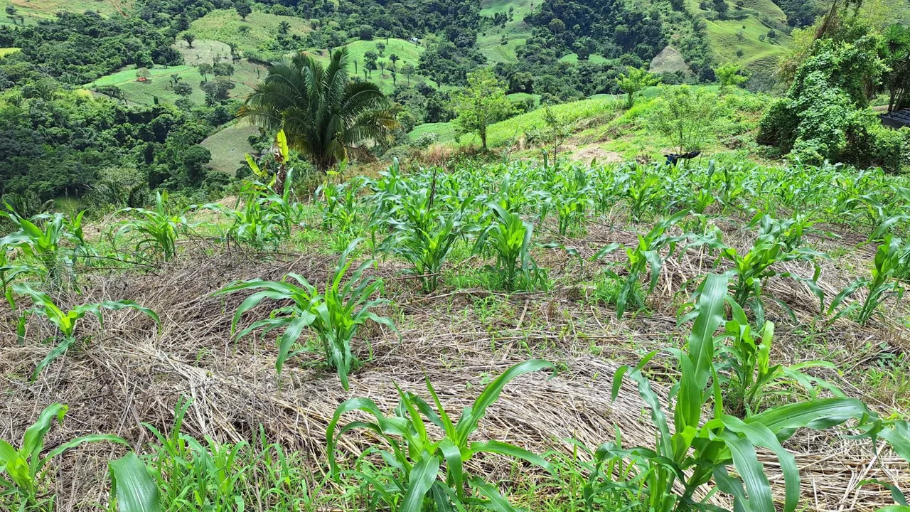 Stunning Farm For Sale In The Center Of Pejibaye, Exceptional Price Call Now, photo 6