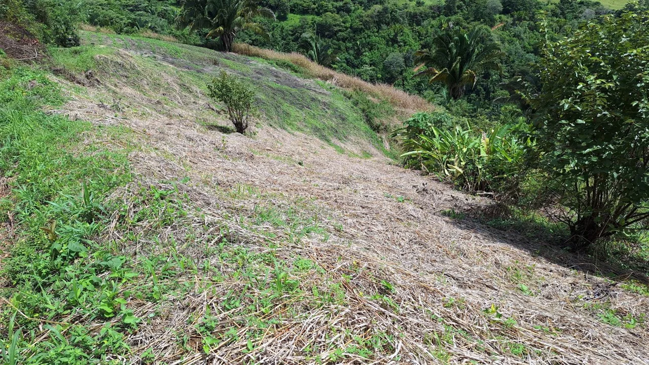 Stunning Farm For Sale In The Center Of Pejibaye, Exceptional Price Call Now, photo 8
