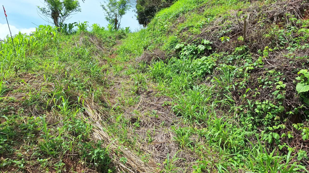 Stunning Farm For Sale In The Center Of Pejibaye, Exceptional Price Call Now, photo 9