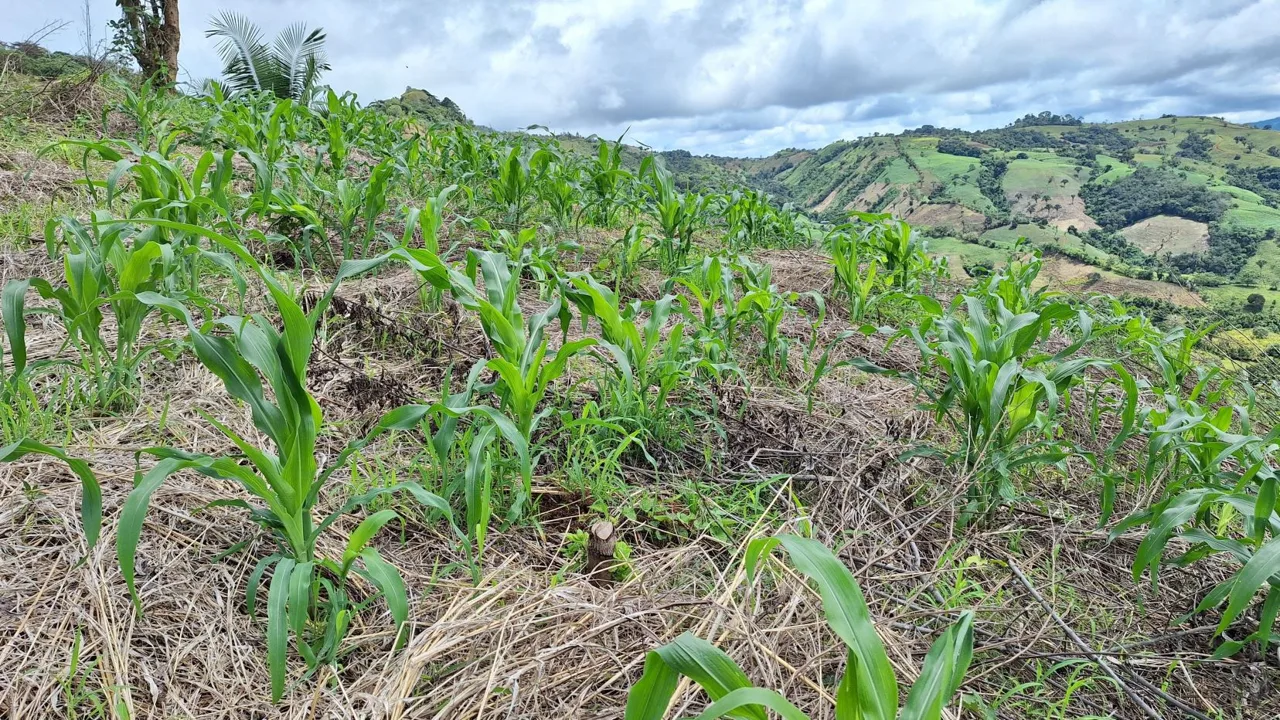 Stunning Farm For Sale In The Center Of Pejibaye, Exceptional Price Call Now, photo 10