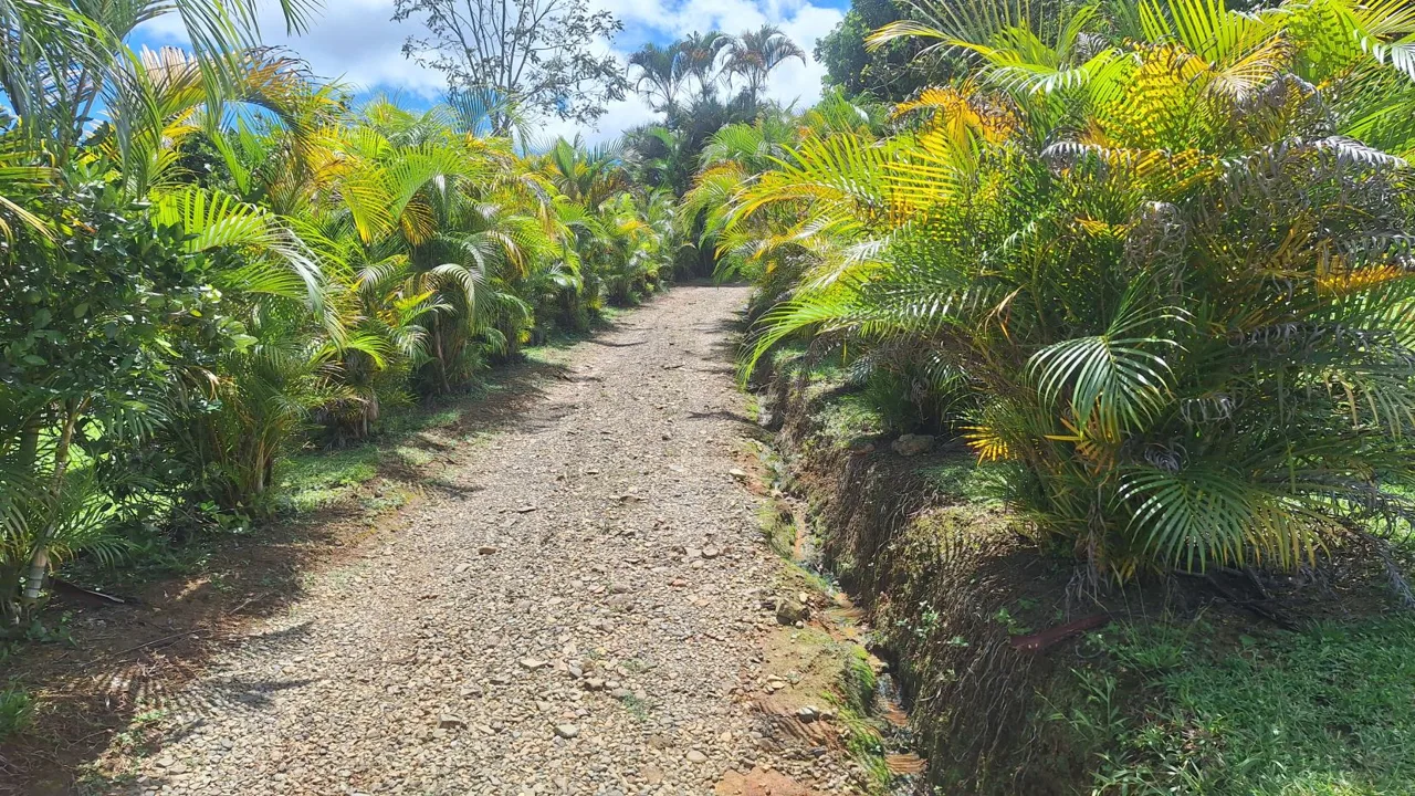 Unlock The Potential Of This Charming Property With Organic Farming Opportunities In San Pedrito De Cajón, Pérez Zeledón, photo 6