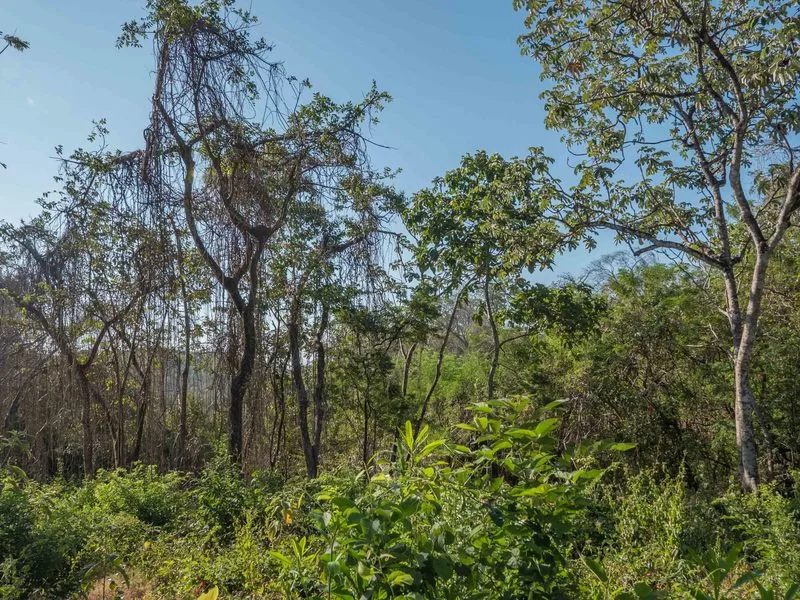 Land For Sale in Nosara, photo 13