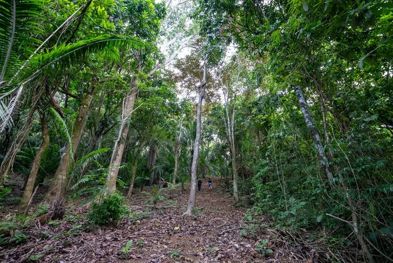 Rare 86-Acre Ocean View Estate Bordering Hacienda Barú – A Unique Opportunity for Conservation and Development, photo 11