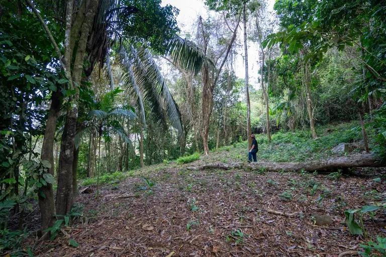 Rare 86-Acre Ocean View Estate Bordering Hacienda Barú – A Unique Opportunity for Conservation and Development, photo 13
