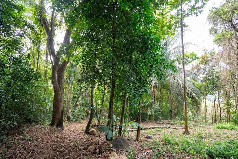 Rare 86-Acre Ocean View Estate Bordering Hacienda Barú – A Unique Opportunity for Conservation and Development, photo 14
