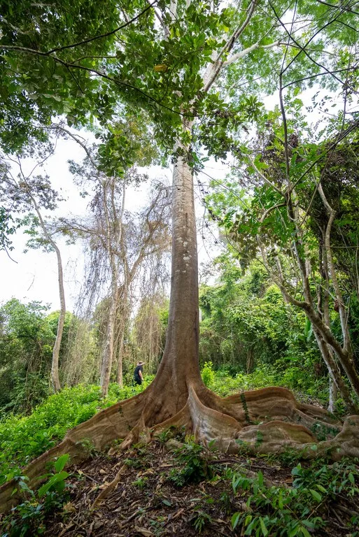 Rare 86-Acre Ocean View Estate Bordering Hacienda Barú – A Unique Opportunity for Conservation and Development, photo 15