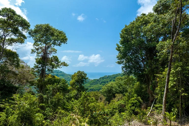 Rare 86-Acre Ocean View Estate Bordering Hacienda Barú – A Unique Opportunity for Conservation and Development, photo 6