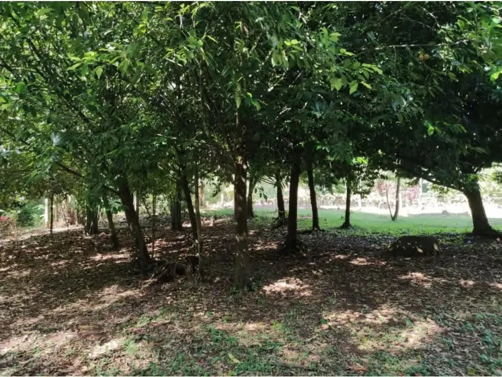 DESCRIPCION DETALLADA: finca de topografía plana, rodeada de naturaleza, con un lago ..., photo 6