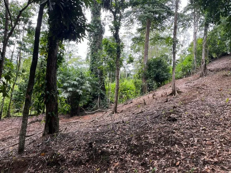 Land For Sale in Cahuita, photo 7