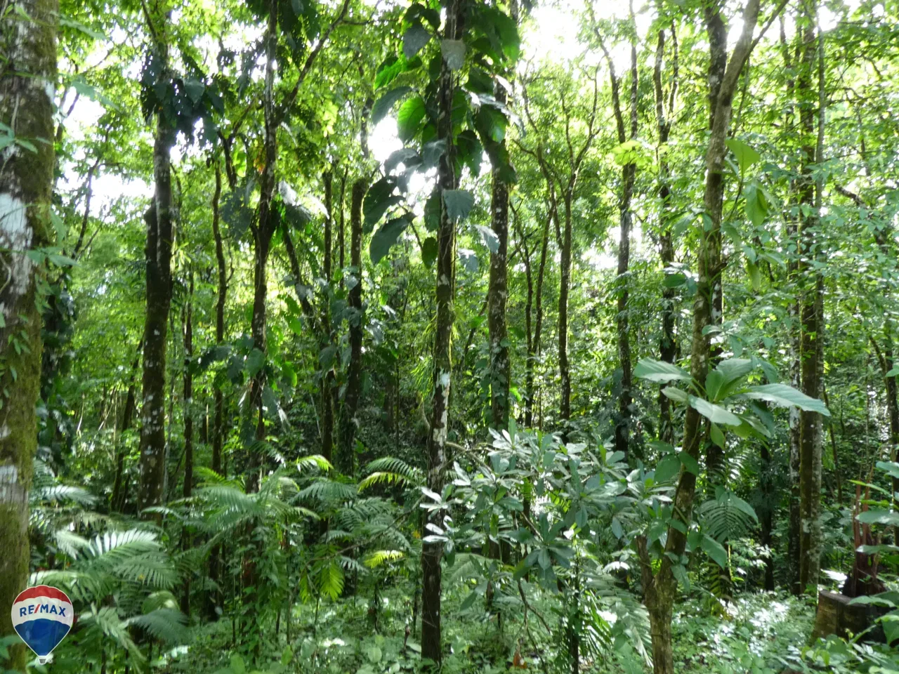 Aguacate Lot - REMAX Jungle Properties | Pavones Golfito Real Estate