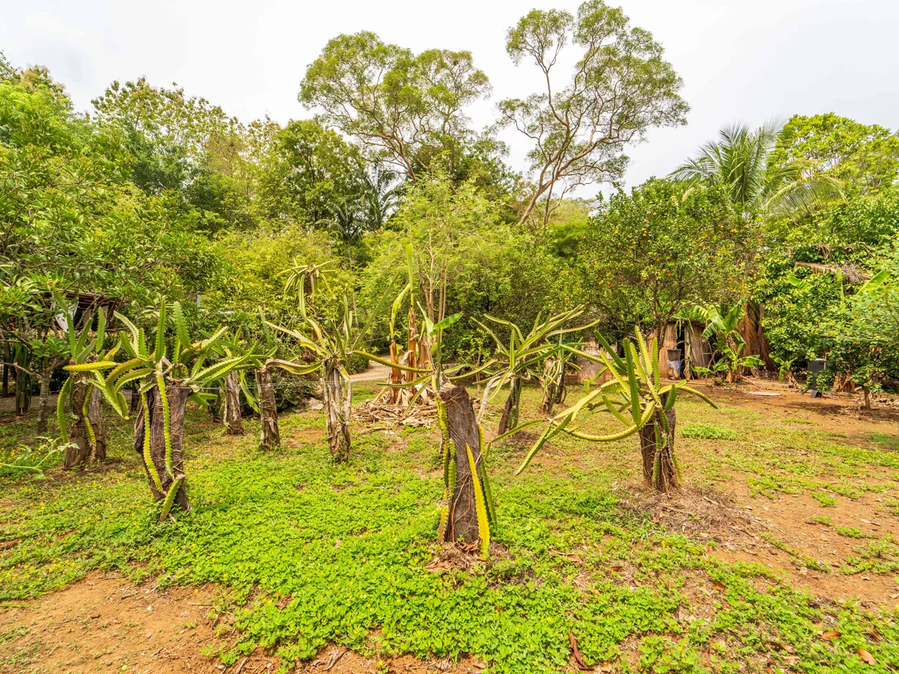 Organic Permaculture Farm and 2BR Single Family Home, photo 6