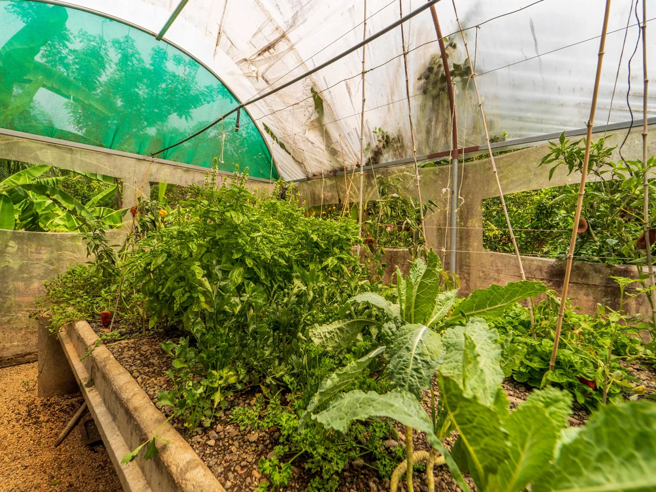 Organic Permaculture Farm and 2BR Single Family Home, photo 9