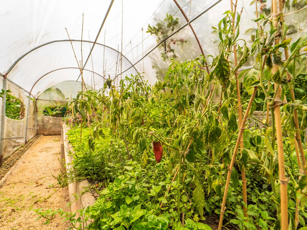 Organic Permaculture Farm and 2BR Single Family Home, photo 10